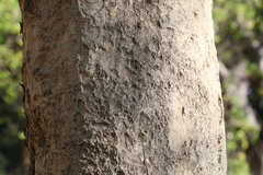 Dalbergia lanceolaria